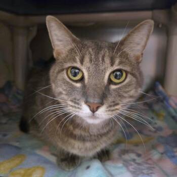Gracie -  Domestic Short Hair Cat for Adoption in Providence, Rhode Island - Gracie | PetCurious