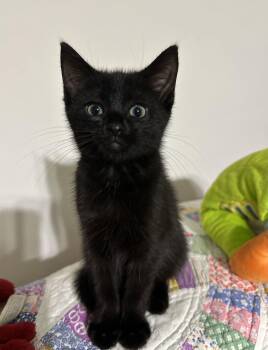 Count Fleet -  Domestic Short Hair Cat for Adoption in Georgetown, Kentucky - Count Fleet | PetCurious