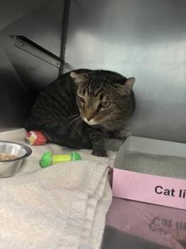 Schroedinger -  Domestic Short Hair Cat for Adoption in Fishers, Indiana - Schroedinger | PetCurious