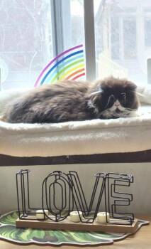 Domestic Medium Hair and Domestic Short Hair Cats Available for Adoption in Montreal, Quebec - Bilbo | PetCurious