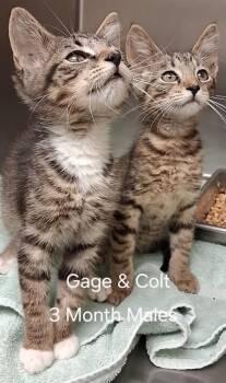 Gage & Colt -  Domestic Short Hair Cat for Adoption in Amherst, Virginia - Gage & Colt | PetCurious