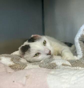 Domestic Short Hair Cats Available for Adoption in Honolulu, Hawaii - Azuki | PetCurious