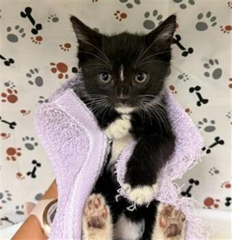 LYLA -  Domestic Short Hair Cat for Adoption in Riverside, California - LYLA | PetCurious
