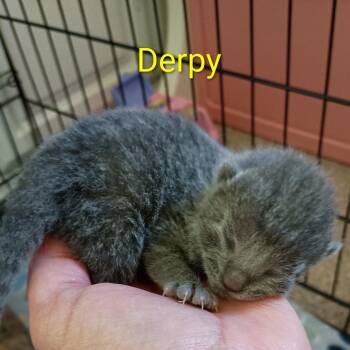 Derpy -  Domestic Short Hair Cat for Adoption in Gloucester, Virginia - Derpy | PetCurious