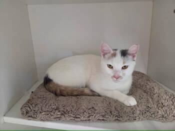 Ariana Grande -  Domestic Short Hair Cat for Adoption in Cleveland, Ohio - Ariana Grande | PetCurious