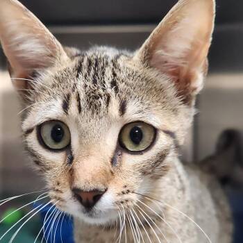Baker K46197 -  Domestic Short Hair Cat for Adoption in Corsicana, Texas - Baker K46197 | PetCurious