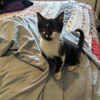 Tater Tot -  Domestic Medium Hair Cat for Adoption in Ferndale, Michigan - Tater Tot | PetCurious