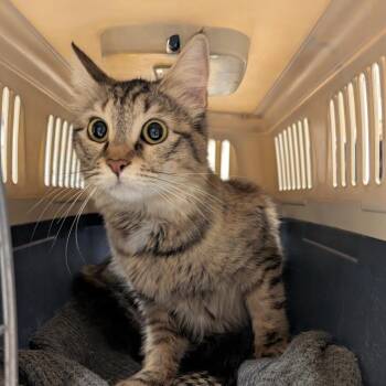 Domestic Medium Hair Cats Available for Adoption in Baltimore, Maryland - Francine | PetCurious