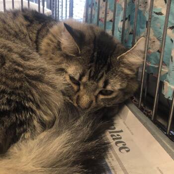 Domestic Medium Hair Cats Available for Adoption in Parma, Ohio - Lacey | PetCurious