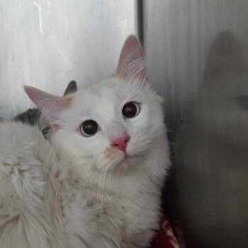 Taylor -  Domestic Long Hair Cat for Adoption in Idaho Falls, Idaho - Taylor | PetCurious