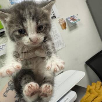 Galaxy -  Domestic Medium Hair Cat for Adoption in Charleston, West Virginia - Galaxy | PetCurious