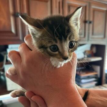 Tabby Cats Available for Adoption in Tehachapi, California - Red | PetCurious