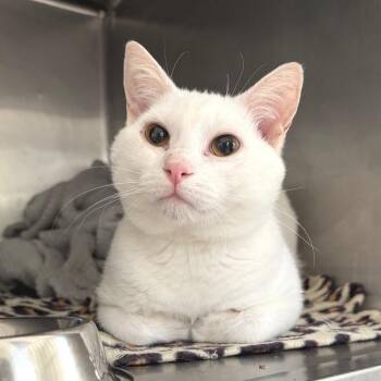 Domestic Short Hair Cats Available for Adoption in Cumming, Georgia - Snow | PetCurious