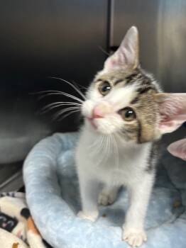 Rescue Domestic Short Hair Cats for Adoption in Ellijay, Georgia - Montag | PetCurious