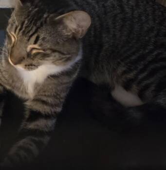 Tabby Cats Available for Adoption - Forest  | PetCurious