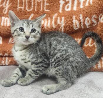 Carl Lenny) -  Domestic Short Hair Cat for Adoption in Little Rock, Arkansas - Carl Lenny) | PetCurious