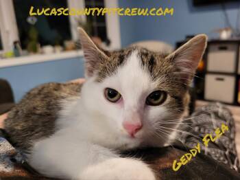 Rescue American Shorthair and Tabby Cats for Adoption in Toledo, Ohio - Geddy Flea | PetCurious