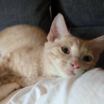 Atlas -  Domestic Short Hair Cat for Adoption - Atlas | PetCurious