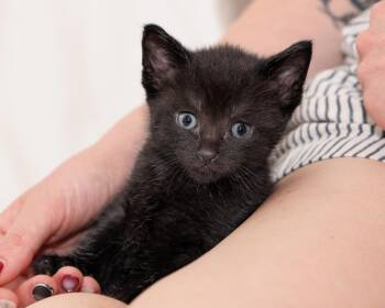 Bear -  Domestic Short Hair Cat for Adoption in Ferndale, Michigan - Bear | PetCurious