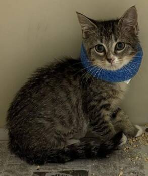 93866A Quibly-PetSmart North Charleston -  Domestic Short Hair Cat for Adoption in North Charleston, South Carolina - 93866A Quibly-PetSmart North Charleston | PetCurious