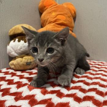 Domestic Short Hair Cats Available for Adoption - Freddy | PetCurious