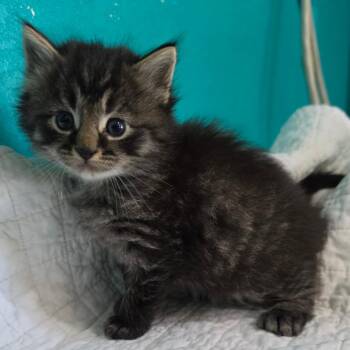 Domestic Short Hair Cats Available for Adoption in Jefferson City, Tennessee - Oliver Queen | PetCurious