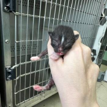 Domestic Short Hair Cats Available for Adoption in Indianapolis, Indiana - Fresh Step | PetCurious