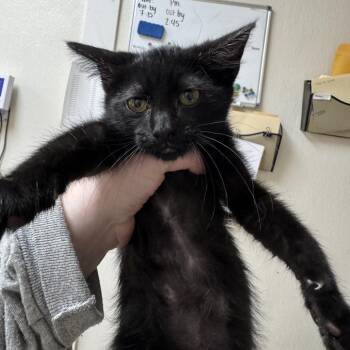Six (Group 2_1) -  Domestic Short Hair Cat Available for Adoption in Pekin, Illinois - Six (Group 2_1) | PetCurious