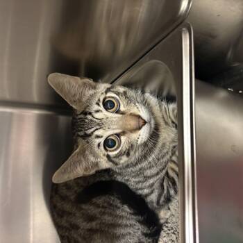 Corn Cob -  Domestic Short Hair Cat for Adoption in Saint Charles, Missouri - Corn Cob | PetCurious