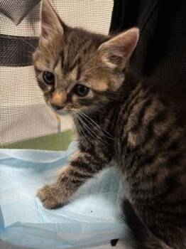 Dr. Pepper 635-26 -  Domestic Short Hair Cat for Adoption in Cumming, Georgia - Dr. Pepper 635-26 | PetCurious