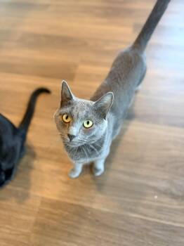 Beetle -  Domestic Short Hair Cat for Adoption in Bellmawr, New Jersey - Beetle | PetCurious