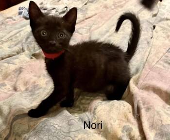 Nori -  Domestic Short Hair Cat for Adoption in Safety Harbor, Florida - Nori | PetCurious