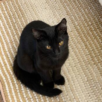 Aang -  Domestic Short Hair Cat for Adoption in Davis, California - Aang | PetCurious