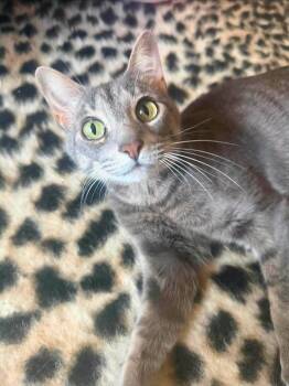 Lita -  Domestic Short Hair Cat for Adoption in Anna, Texas - Lita | PetCurious