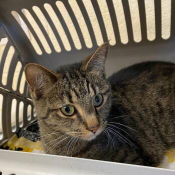 George -  Domestic Short Hair Cat for Adoption in Memphis, Tennessee - George | PetCurious