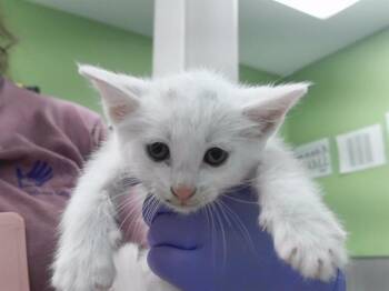 HARP SEAL -  Domestic Short Hair Cat for Adoption in Omaha, Nebraska - HARP SEAL | PetCurious