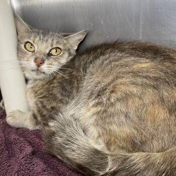 Melantho -  Domestic Short Hair Cat for Adoption in Roanoke, Virginia - Melantho | PetCurious