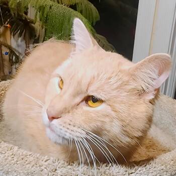 Bengal and Turkish Van Cats Available for Adoption - RUSTY BIG PAWS - BIG BOUNCY BENGAL! | PetCurious