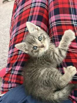 Haru -  Domestic Short Hair Cat for Adoption in Wyoming, Michigan - Haru | PetCurious