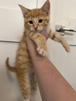 Rocket -  Domestic Short Hair Cat for Adoption in Chicago, Illinois - Rocket | PetCurious