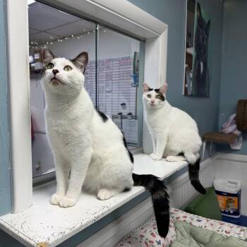 Jack & JIll -  Domestic Short Hair Cat for Adoption in Mcdonald, Pennsylvania - Jack & JIll | PetCurious