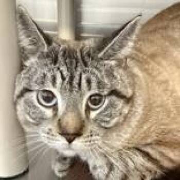 Domestic Short Hair Cats Available for Adoption in Lansing, Michigan - Gojo | PetCurious