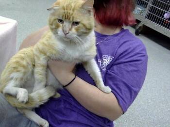 Domestic Short Hair Cats Available for Adoption - CHURRO | PetCurious