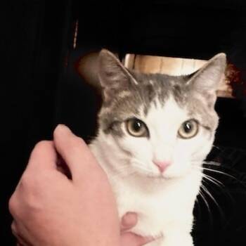 Rescue Domestic Short Hair Cats for Adoption in Portage, Michigan - Cutie Pie | PetCurious