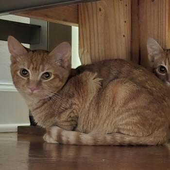 Huie -  Tabby Cat for Adoption in Columbia, South Carolina - Huie | PetCurious