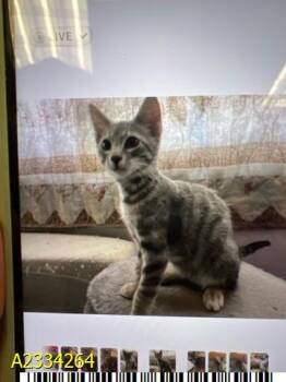ARROW -  Domestic Short Hair Cat for Adoption in West Palm Beach, Florida - ARROW | PetCurious