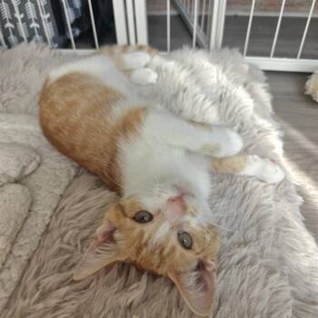 TANGERINE -  Domestic Short Hair Cat for Adoption in Charlotte, North Carolina - TANGERINE | PetCurious