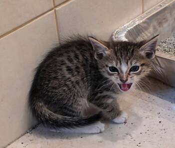 Dulce -  Domestic Short Hair Cat for Adoption in Pomona, New York - Dulce | PetCurious