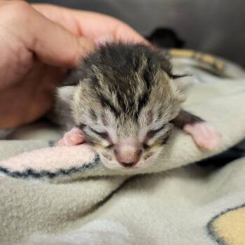 Domestic Short Hair Cats Available for Adoption in Lake Panasoffkee, Florida - Kitten1_2_3 | PetCurious