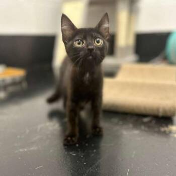 Domestic Short Hair Cats Available for Adoption in Gadsden, Alabama - Fifi Fuzzbottom | PetCurious